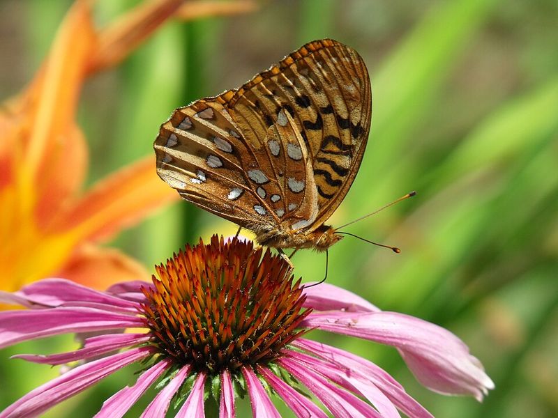 Great Spangled Fritillary (Speyeria cybele)