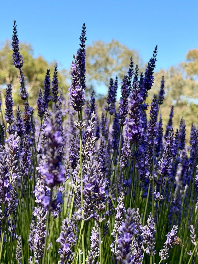 Keeps Looking Good Even Through Harsh Desert Summers