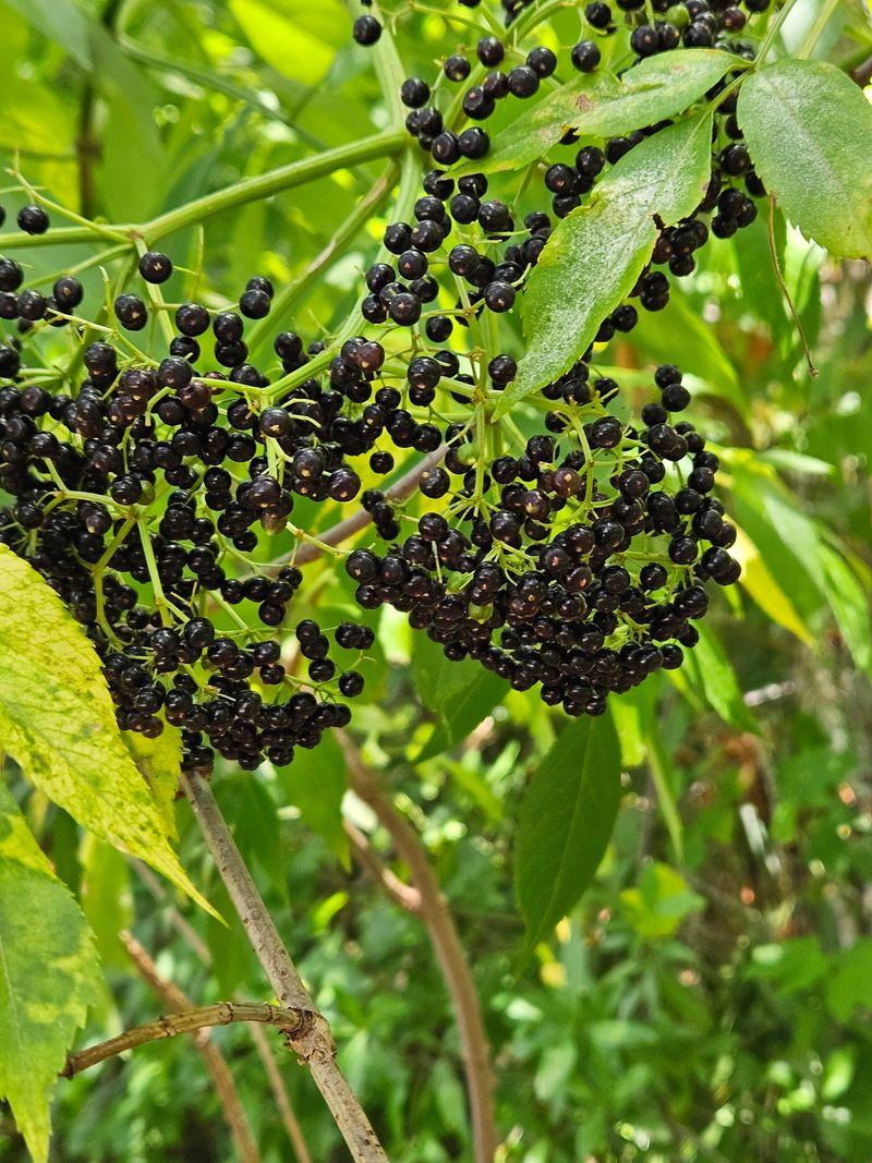 Elderberry Gains Attention In Georgia Gardens