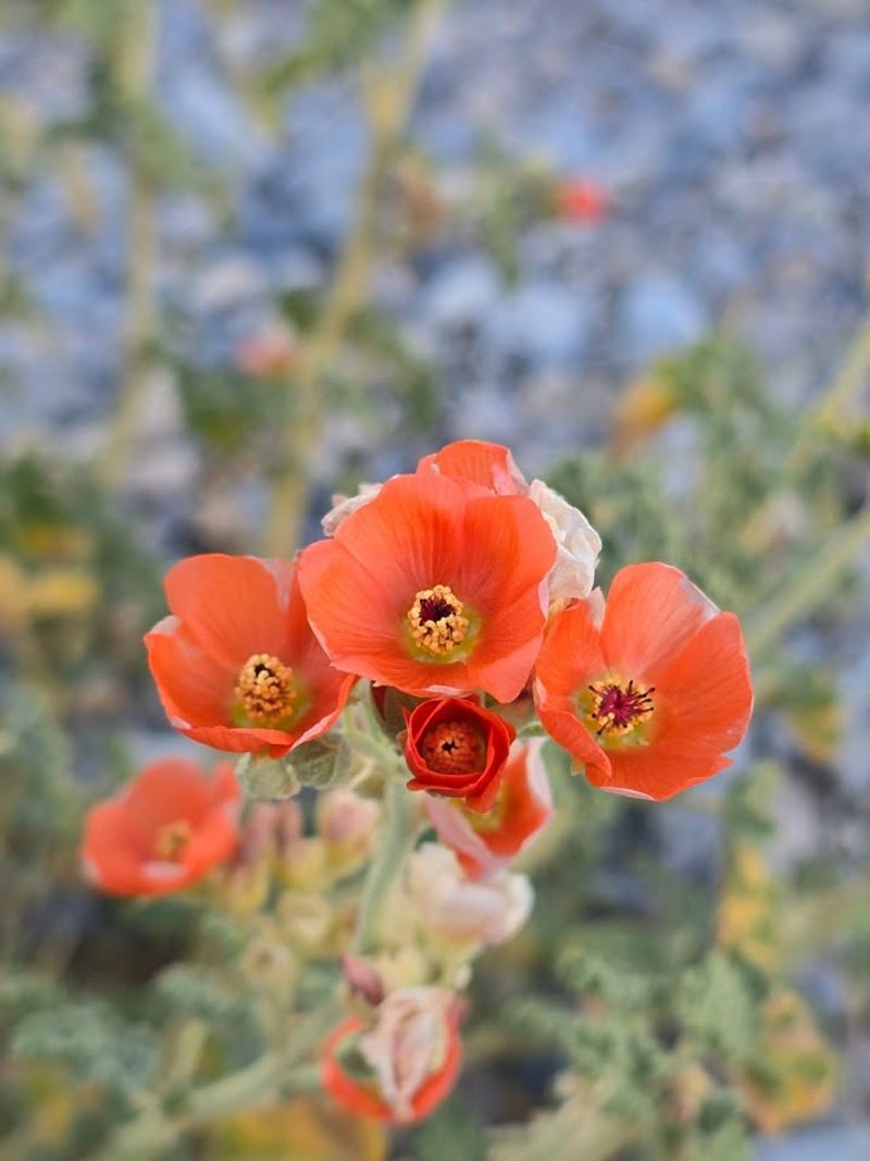 Native Seed Plants They Naturally Forage On