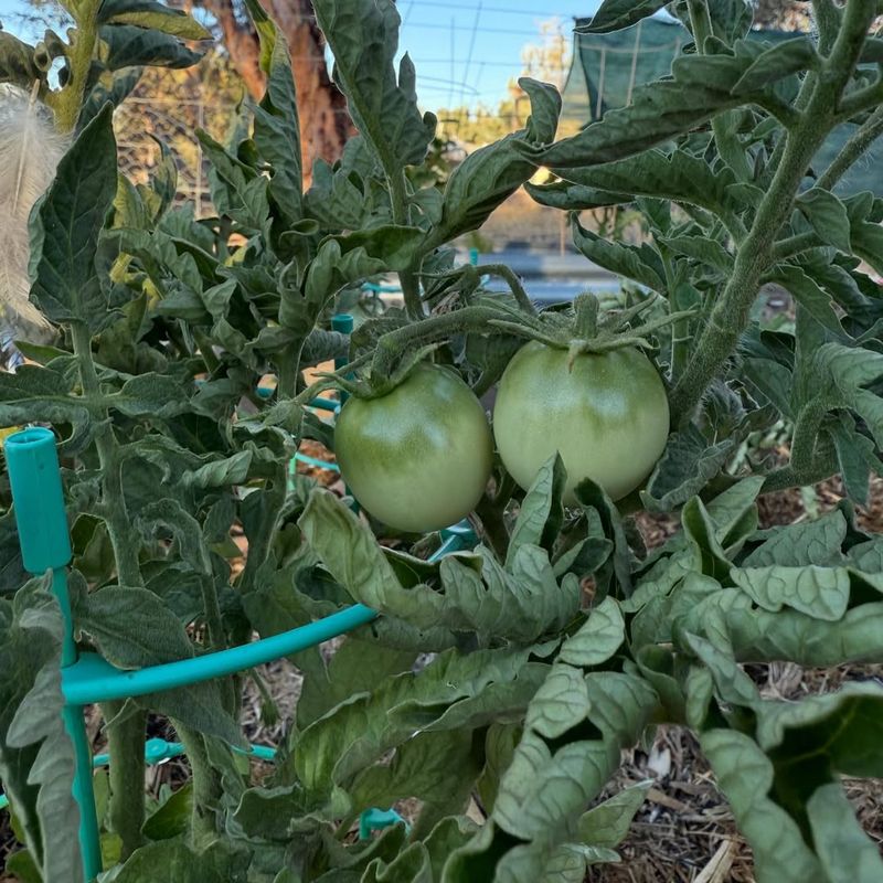 Pest Pressure Drops When Chives Are Planted Close