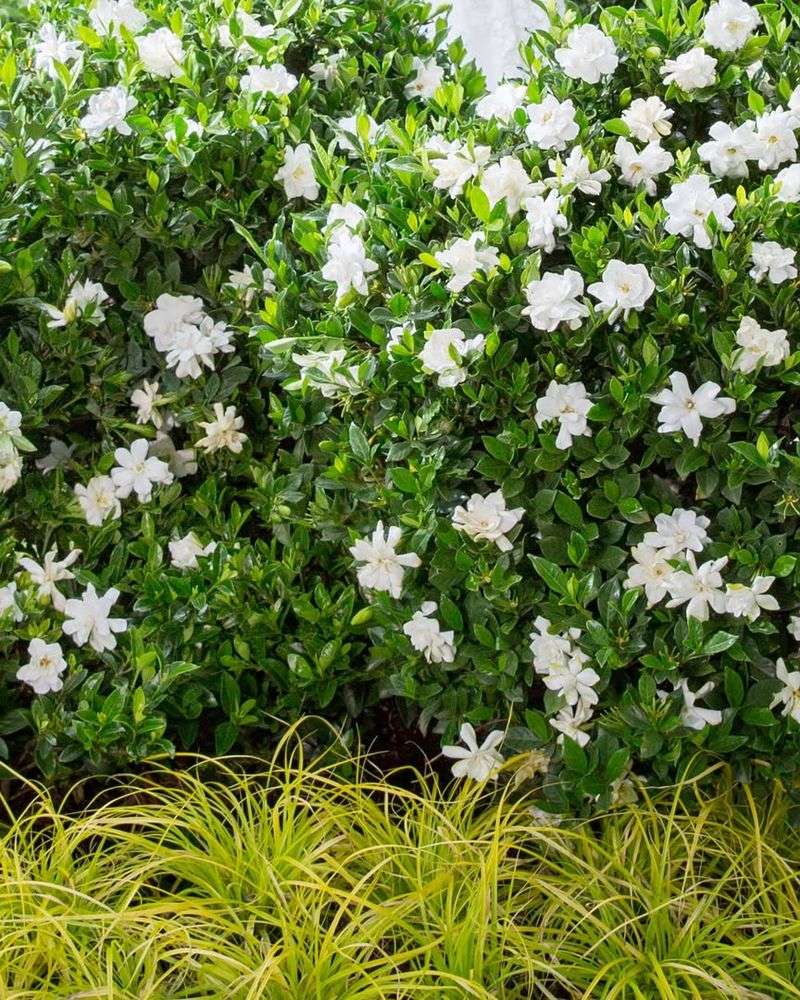 Gardenia Shrubs Chosen More Often For Front-Yard Planting