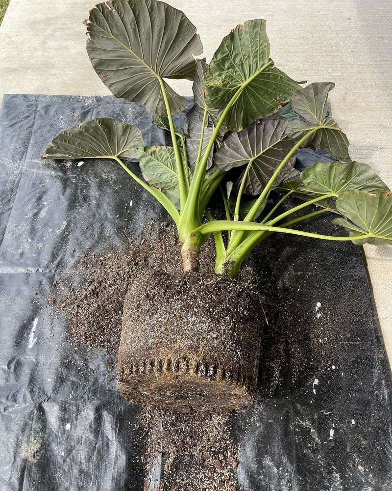 Using Poorly Draining Soil Mix