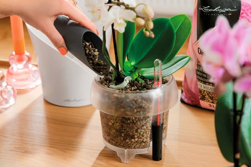 Repotting At The Wrong Moment