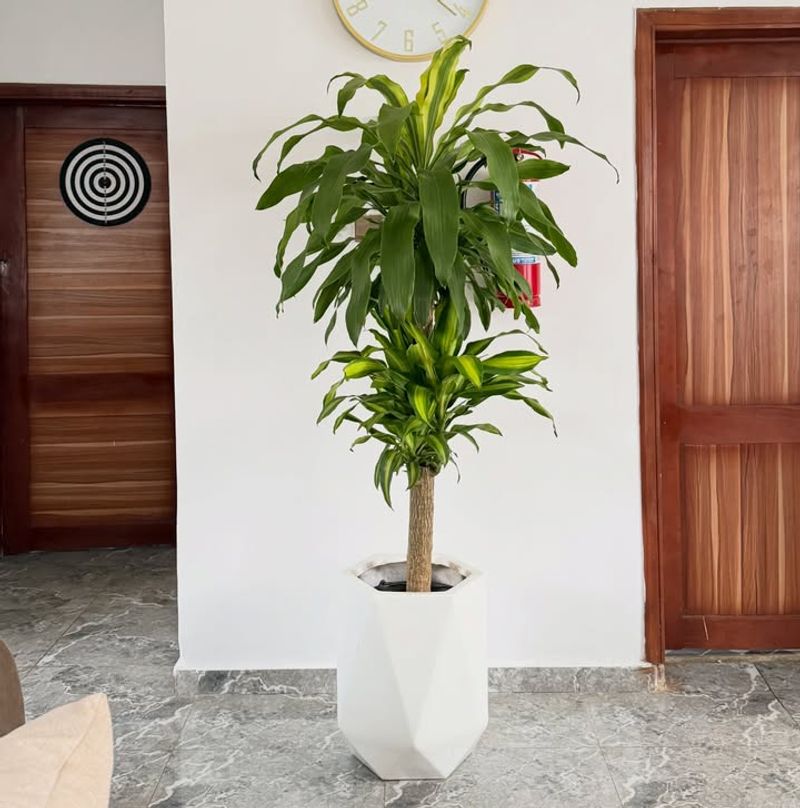 Choose A Pot With Excellent Drainage From The Start