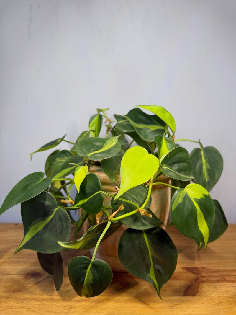 Reliable Growth Comes Easy With Philodendron Indoors
