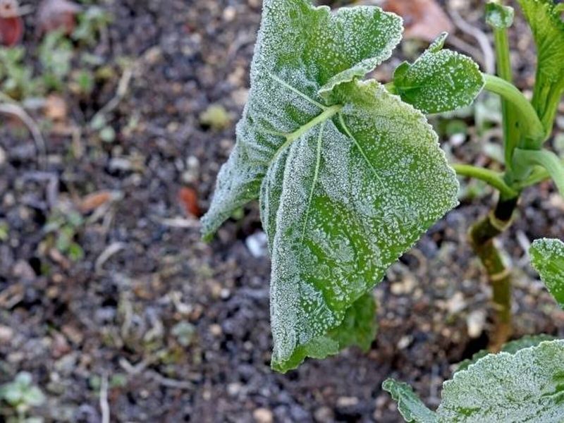 Tender Plants Should Wait Until After Local Average Last Frost