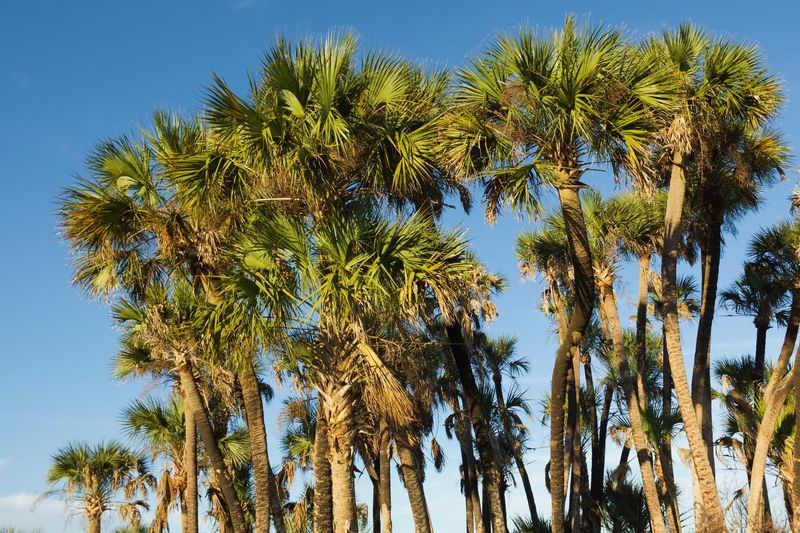 From Wild Florida To Front Yard Favorite