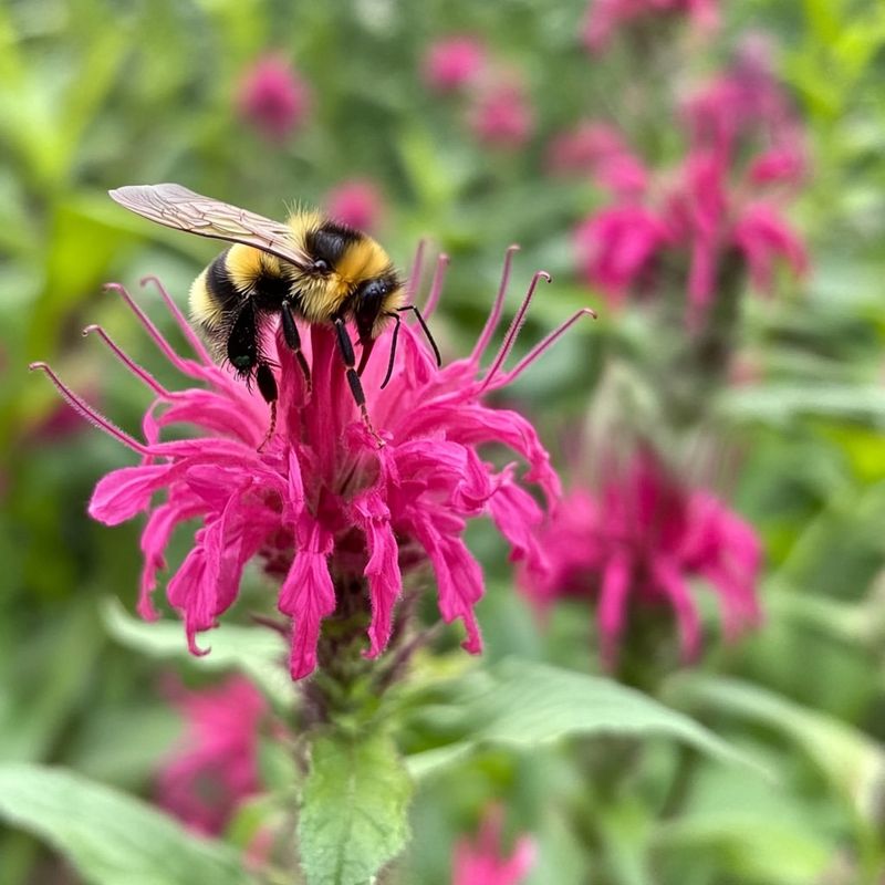 Attract Pollinators While Enhancing Your Landscape