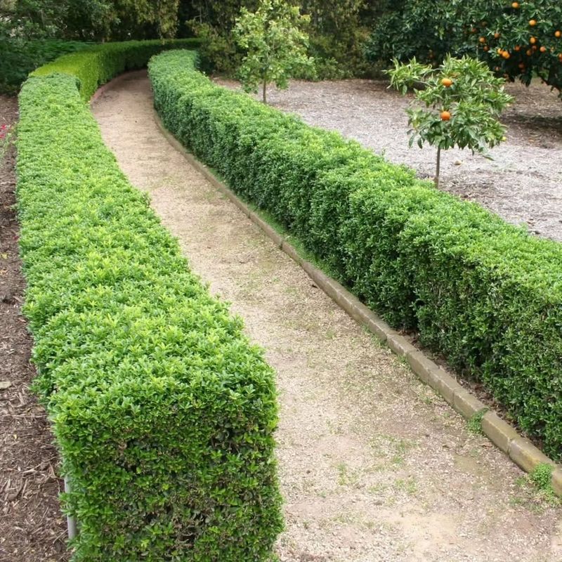 Boxwood (Buxus sempervirens)