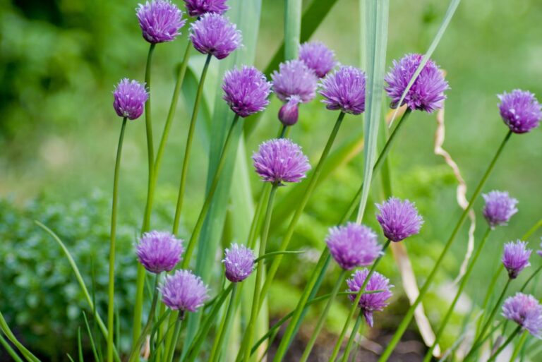 chives