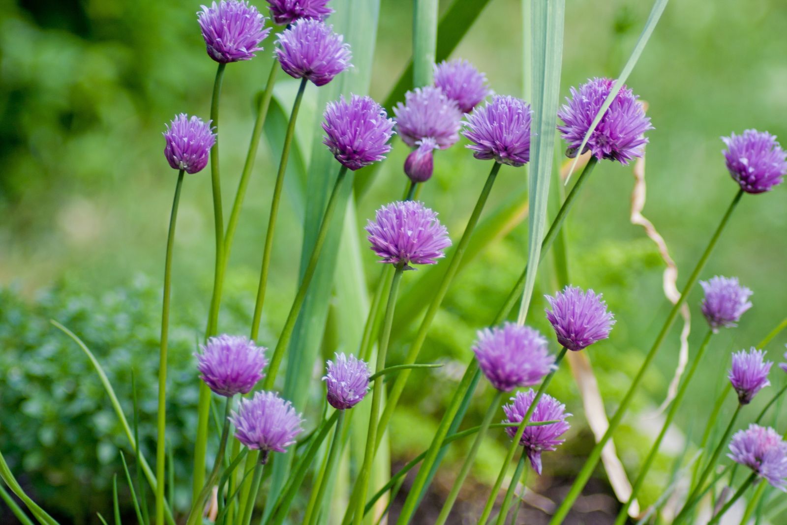 chives