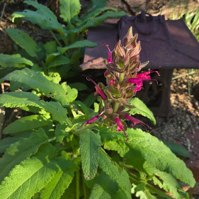 Deer-Resistant And Garden-Friendly