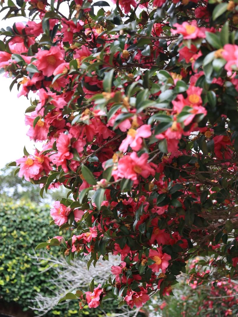 Symbol Of Southern Garden Tradition