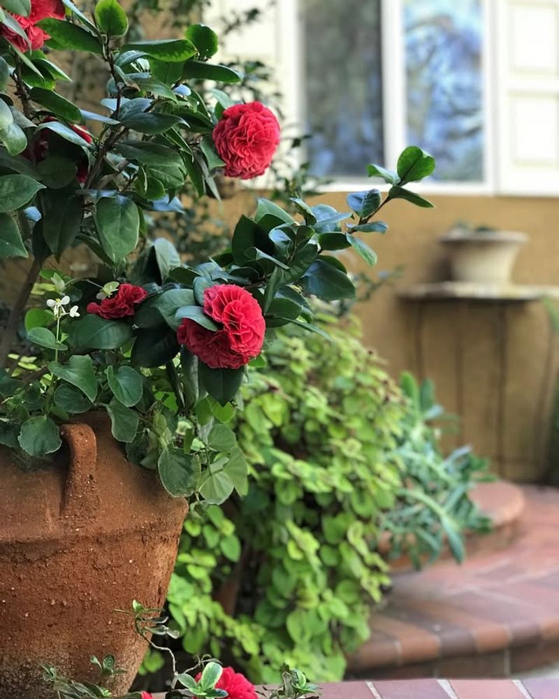 Flowers Hold Up Well In Cool Weather Near Entryways