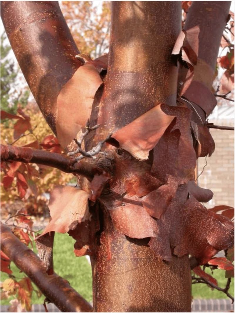 Beautiful Bark Adds Winter Interest To Your Landscape