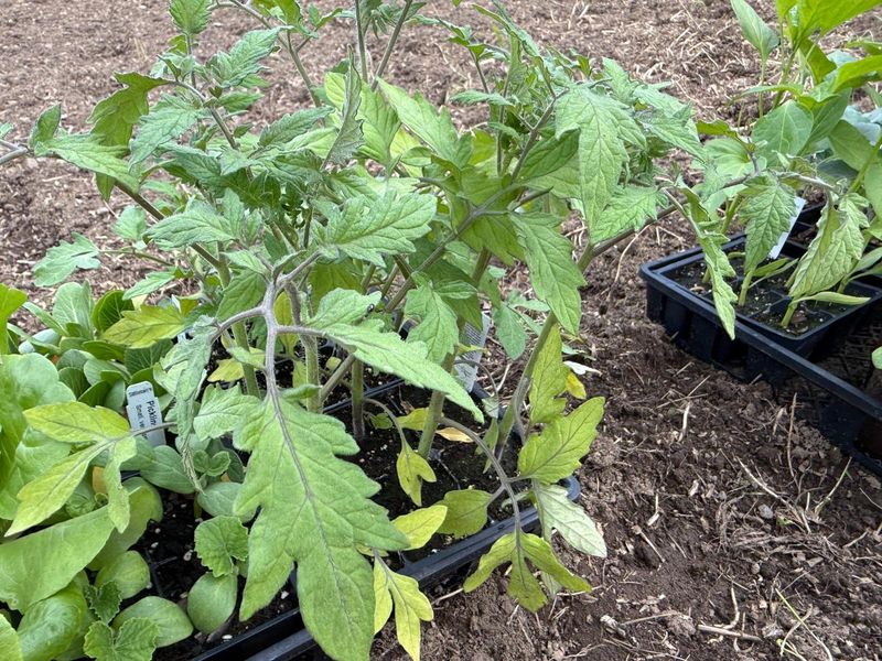 Keeping Seedlings Indoors Too Long Causes Overgrowth