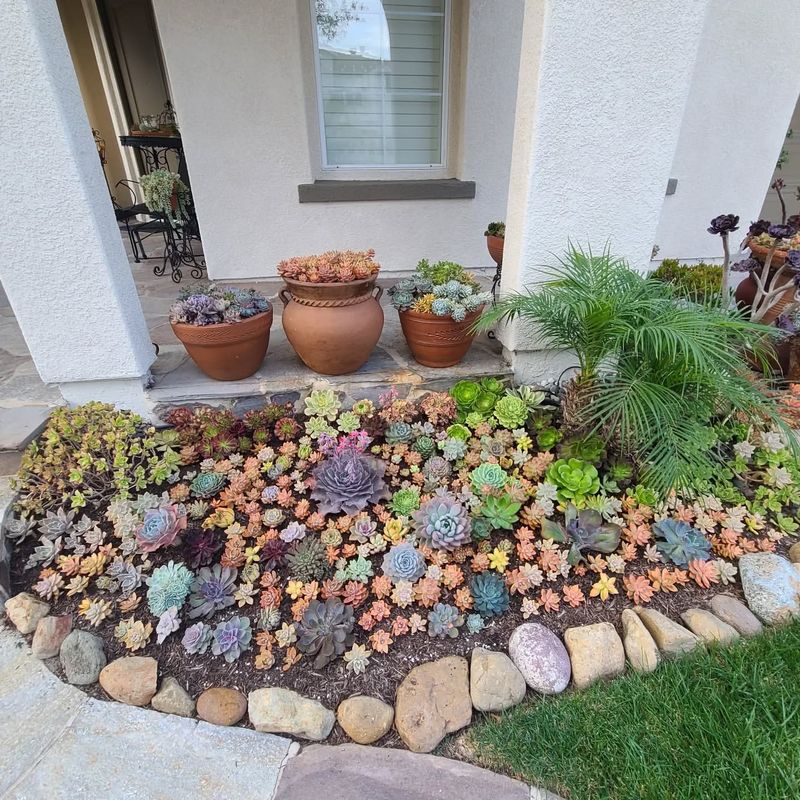 Succulent Garden Bed