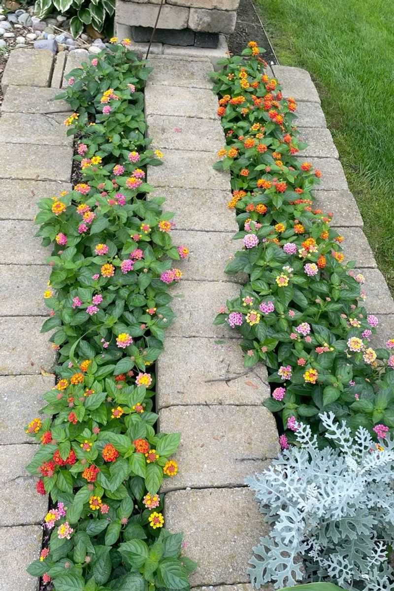 Compact Varieties Frame Walkways Without Overgrowing Paths