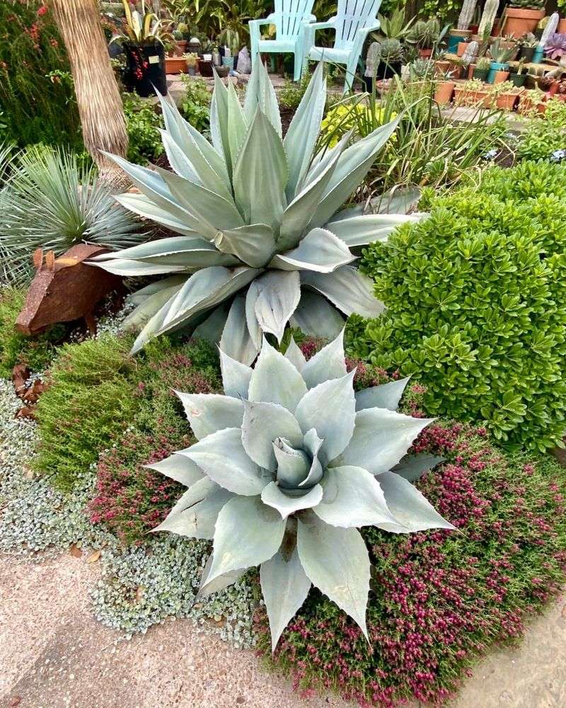 Slow Growth Reduces Stress And Care For Agave