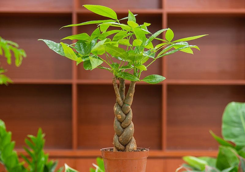 Money Tree Attracts Wealth