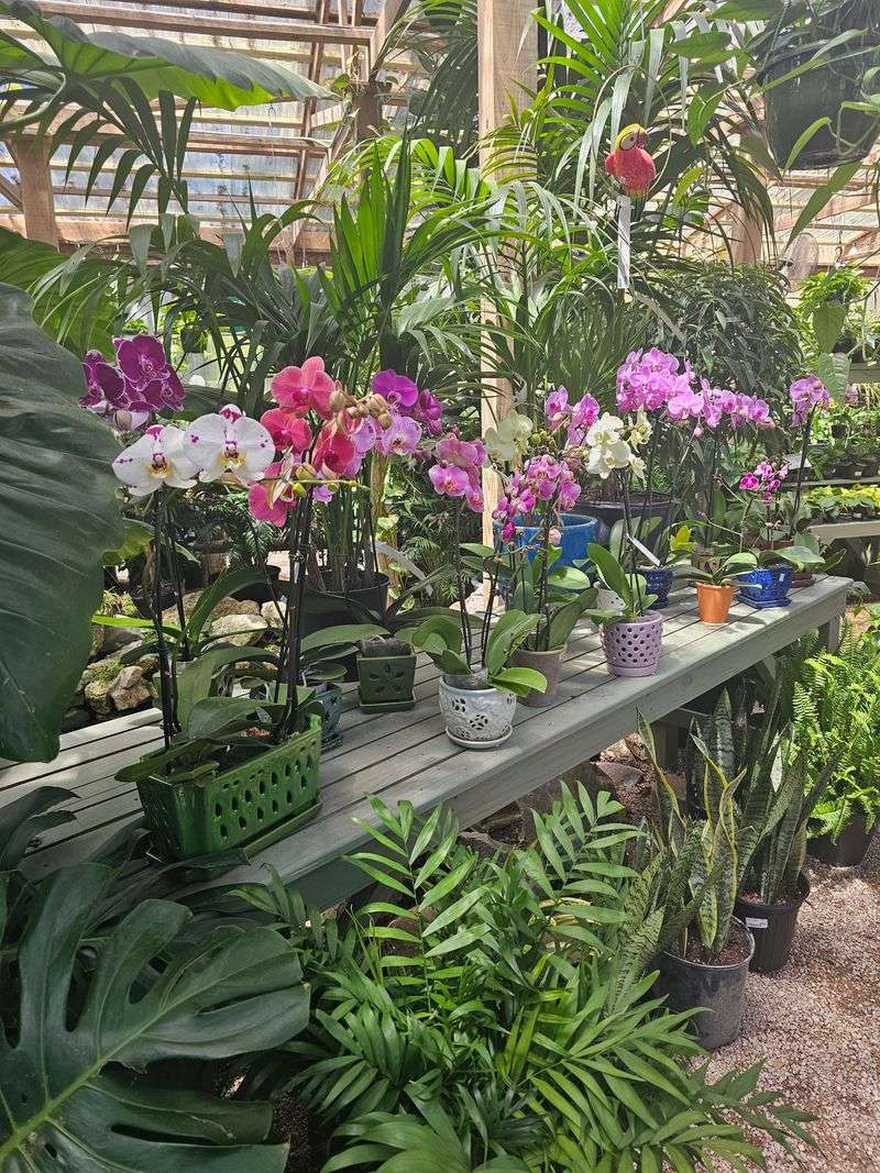 Tallahassee Nurseries: Trusted Blooms With Staying Power