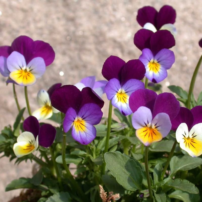 Pansy (Cold-Hardy Spring Planting)