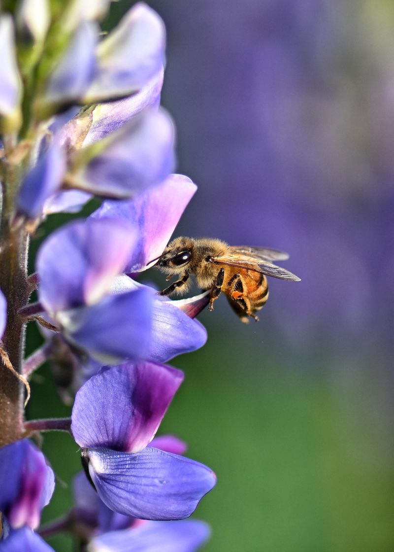 Pollinators Love Lupine Flowers