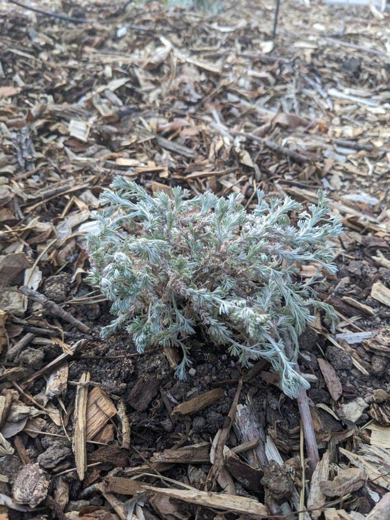 Artemisia Declines In Wet, Humid Climates