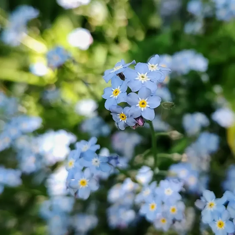 Baby Blue Eyes (Nemophila menziesii)