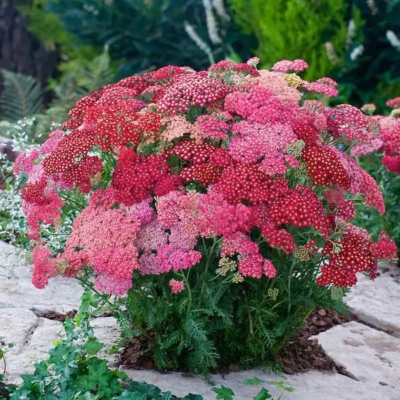 Yarrow Adds Soft Pink Clusters And Drought Tolerance