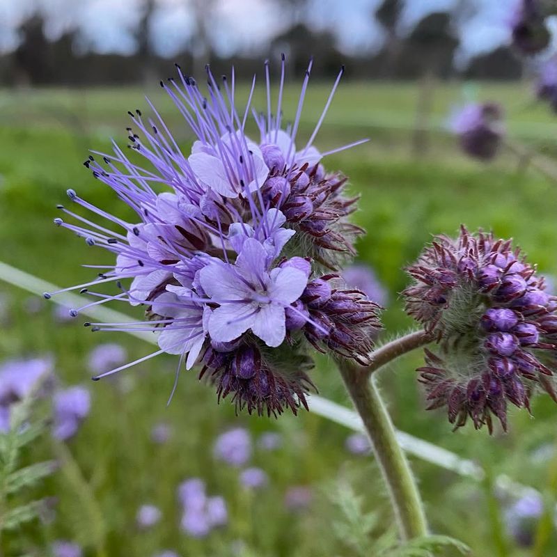 Phacelia (Lacy Phacelia)