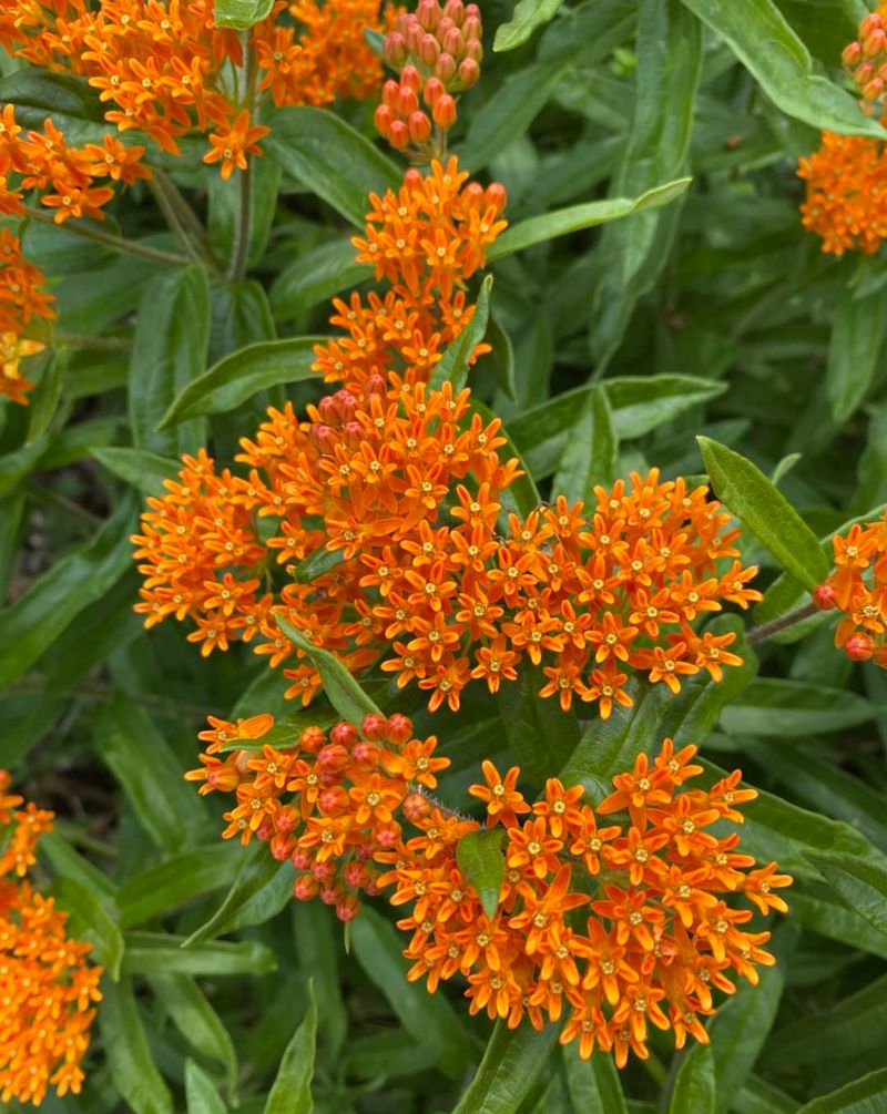 Butterfly Milkweed Loves Dry Soil And Needs Minimal Water