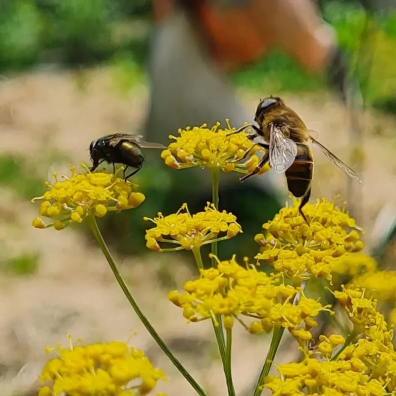 Golden Alexander Draws In Native Bees With Umbel Blooms