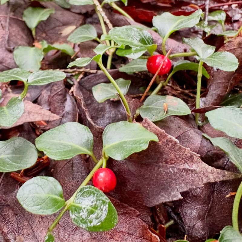 Partridgeberry Forms A Low Evergreen Mat