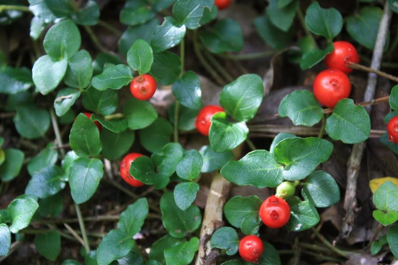 Partridgeberry That Forms A Dense Evergreen Mat