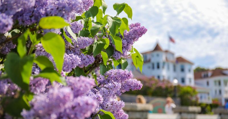 The Festival Attracts Thousands Of Visitors Every Year