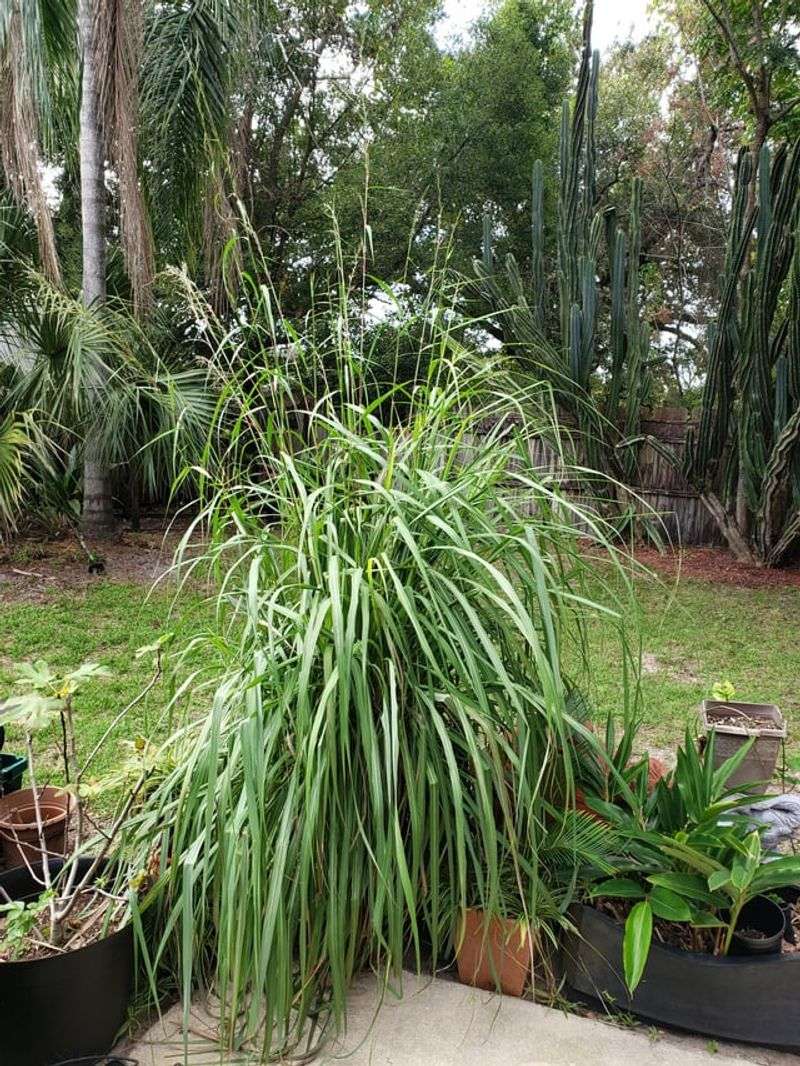 One Plant Endless Everyday Power