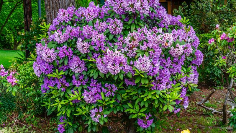 Rhododendron Brings Bold Evergreen Color
