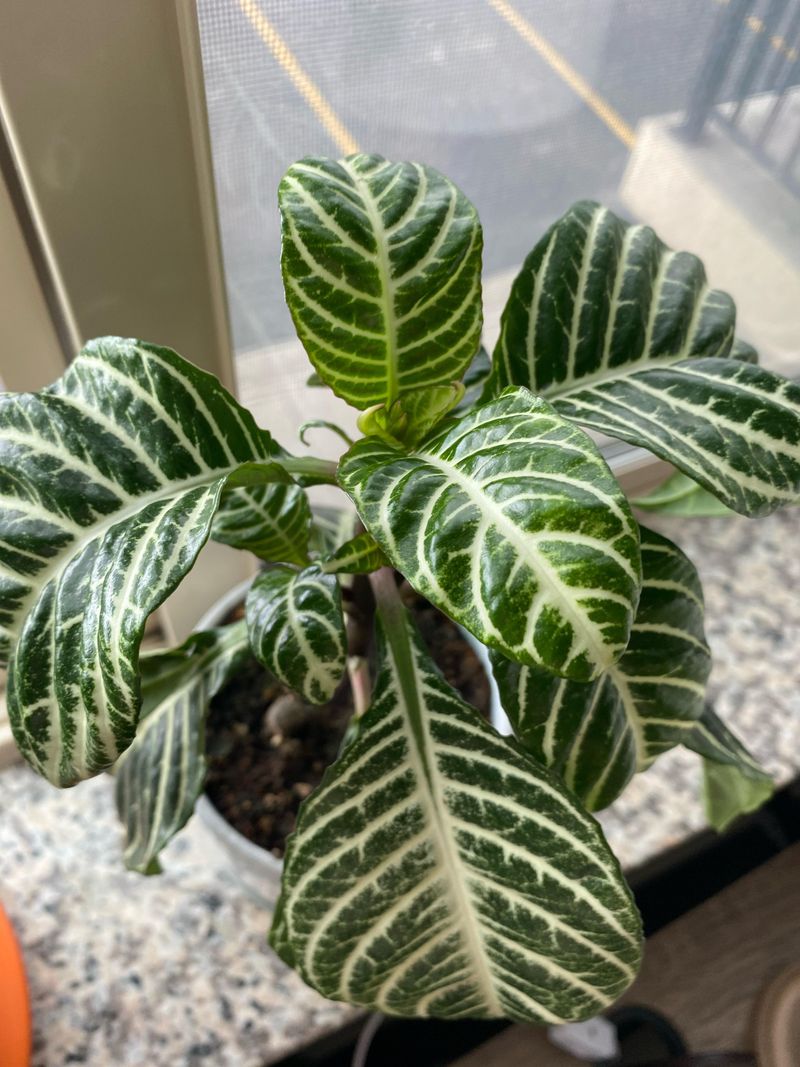 Zebra Plant