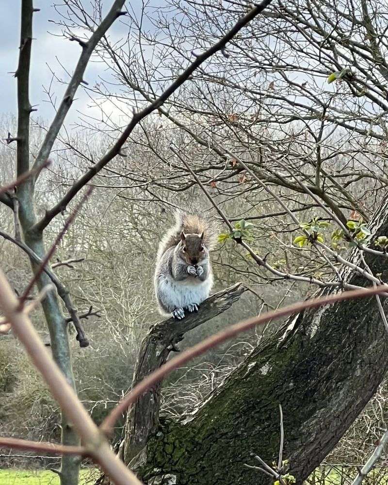 Squirrels Are Most Active In Late Winter And Early Spring