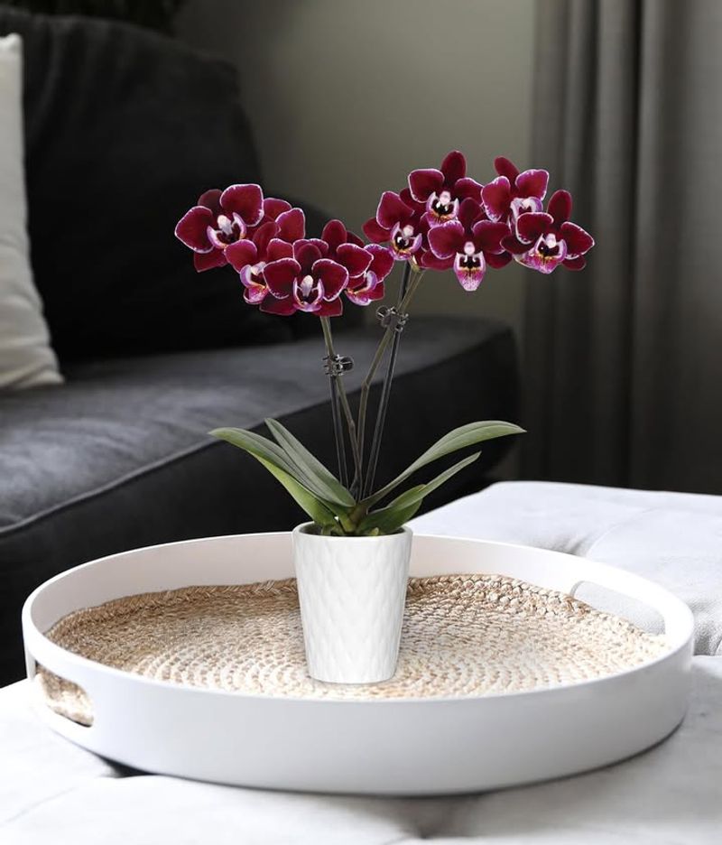 Increase Humidity To Offset Dry Heated Air