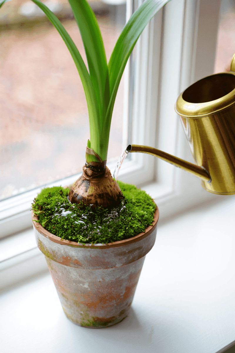 Water Sparingly Until Growth Appears Then Increase Gradually