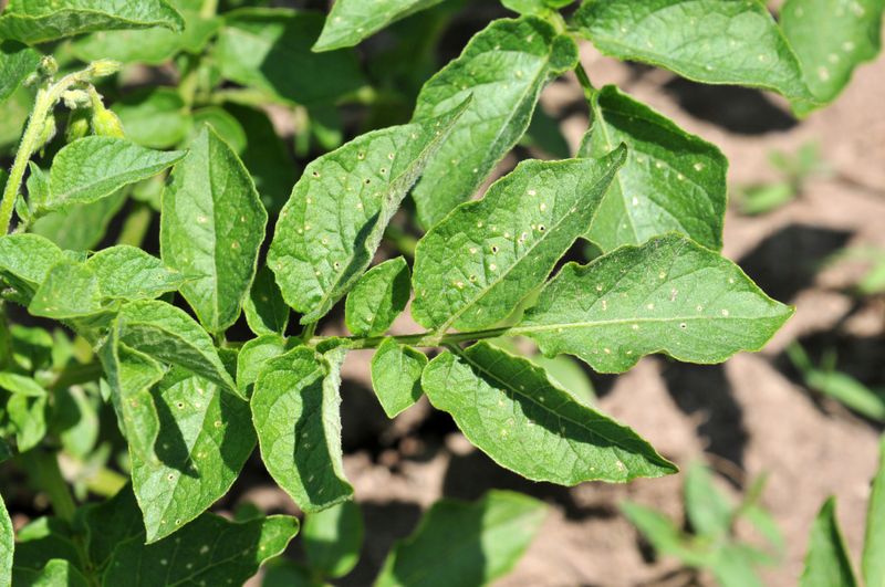 Protect Your Crop From Common Pennsylvania Pests And Diseases
