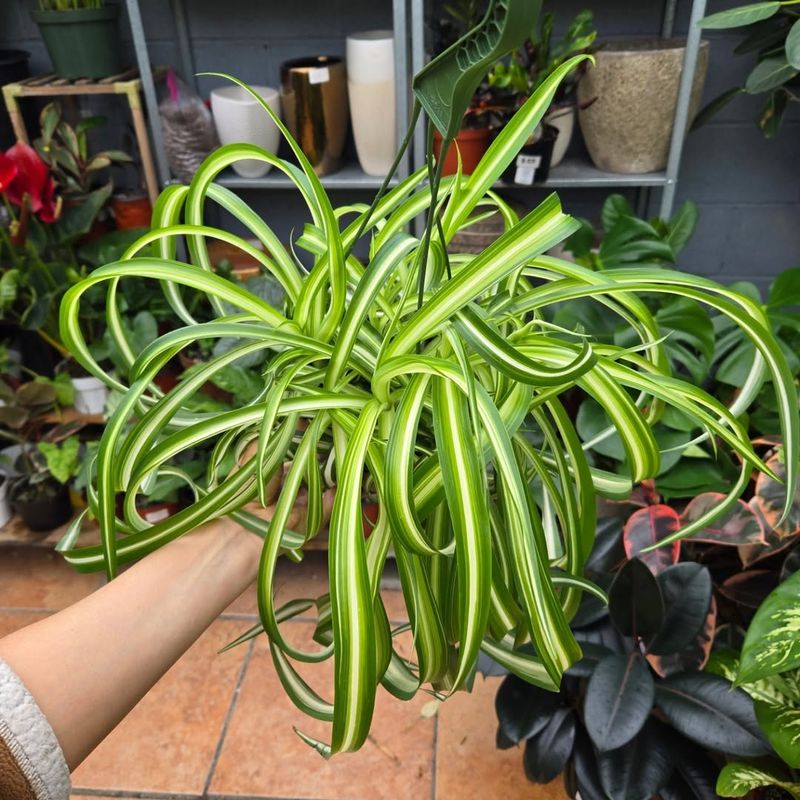 Fertilize During Active Growth