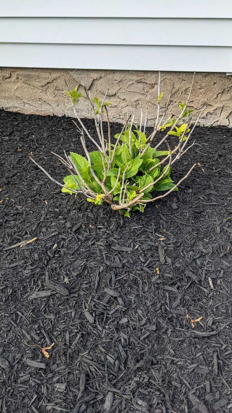 Use Mulch To Protect Roots