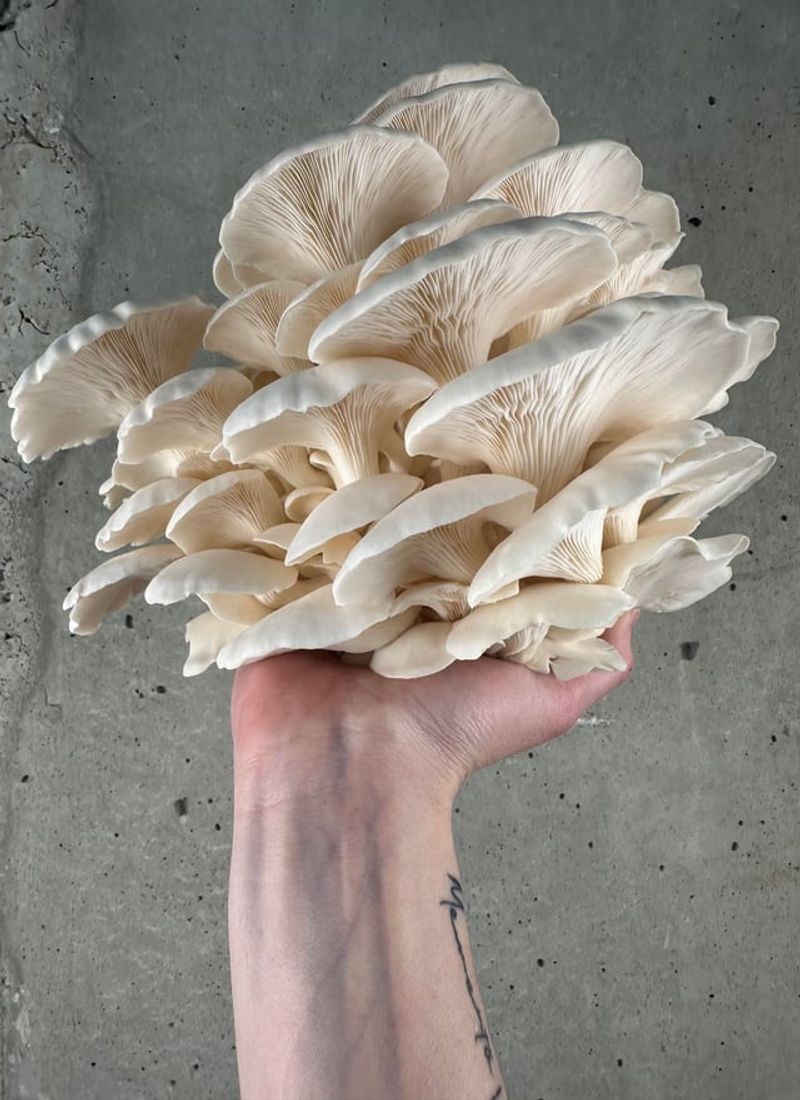 Provide Fresh Air Without Drying Them Out