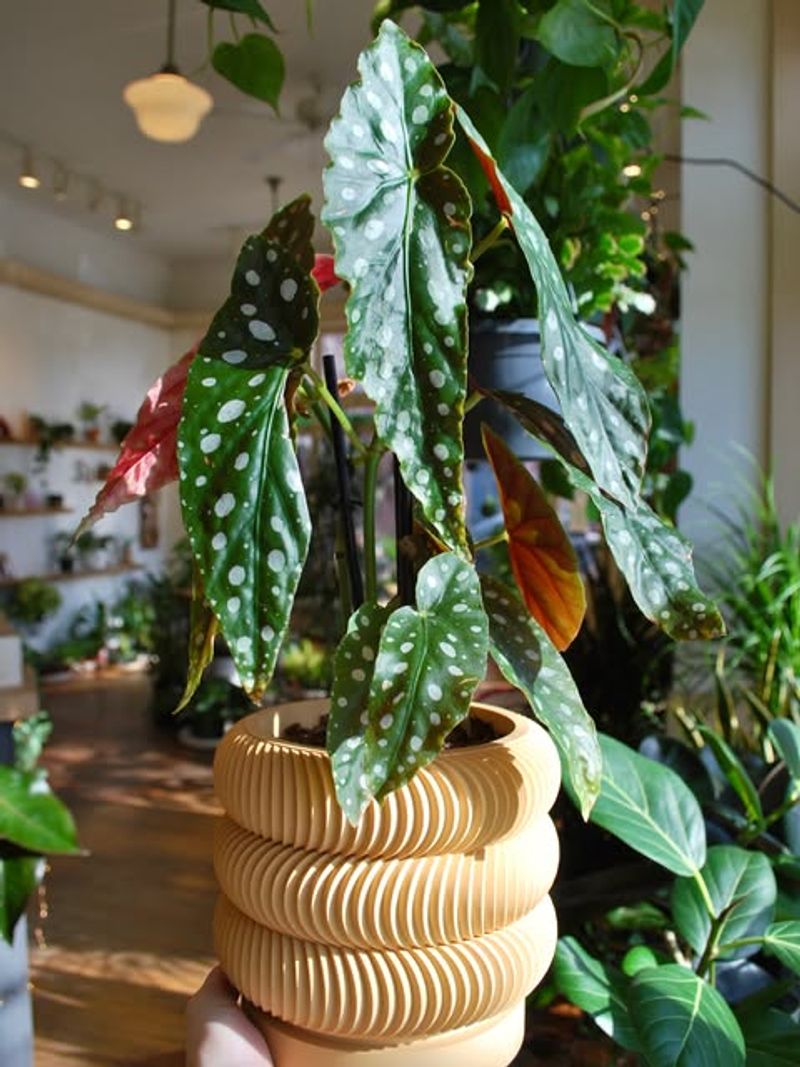 Rotate The Plant Regularly