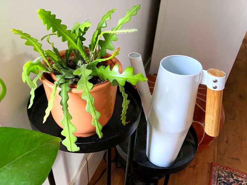 Fertilize During The Growing Season