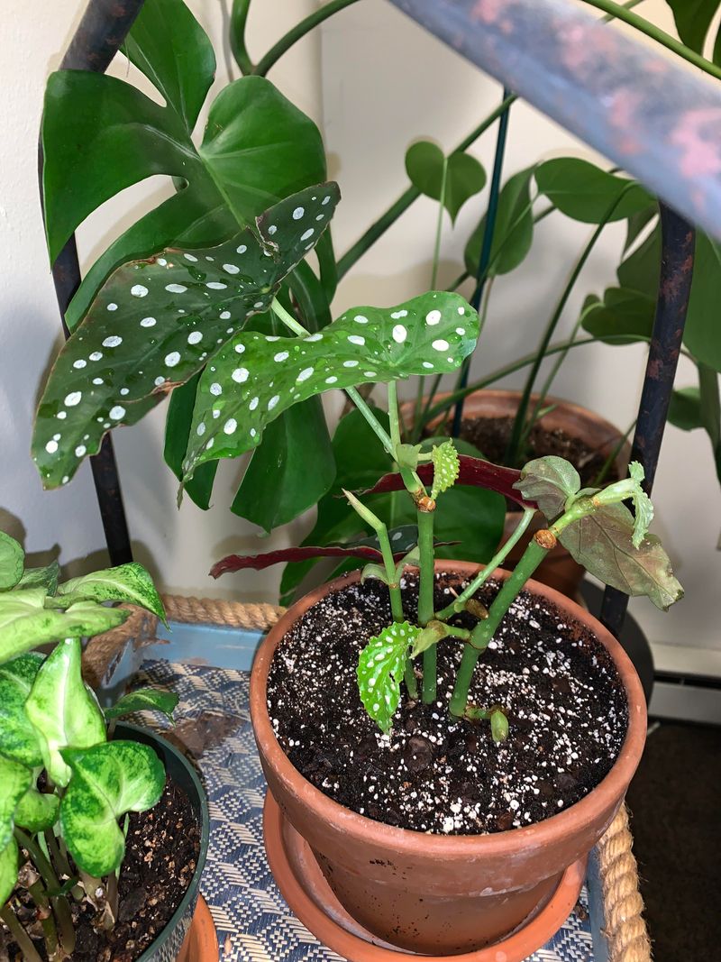 Use Well-Draining Soil